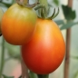 Tomate Piedmont (Samen)