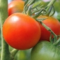 Tomate Pineapple Fog (Samen)