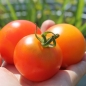 Tomate Pineapple Fog (Samen)
