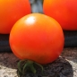 Tomate Pineapple Fog (Samen)