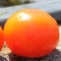 Tomate Pineapple Fog (Samen)