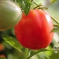 Tomate Pink Oxheart (Samen)