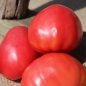 Tomate Pink Oxheart (Samen)
