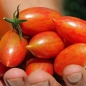 Tomate Pink Tiger  (Samen)