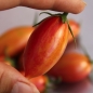 Tomate Pink Tiger  (Samen)