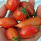 Tomate Pink Tiger  (Samen)