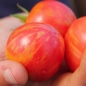 Tomate Pink Vernissage  (Samen)