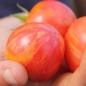 Tomate Pink Vernissage (Pflanze)