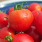 Tomate Polarnye (Samen)