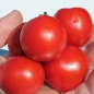 Tomate Polarnye (Samen)
