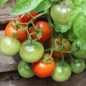Tomate Polarnye (Samen)