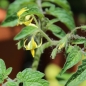 Tomate Polarnye (Samen)