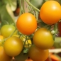 Tomate Potato Leaf Variegated (Samen)