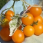 Tomate Potato Leaf Variegated (Samen)