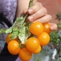 Tomate Potato Leaf Variegated (Samen)