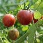 Tomate Purple Bumblebee (Samen)