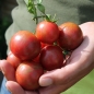 Tomate Purple Bumblebee (Samen)