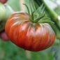 Tomate  Purple Calabash (Pflanze)