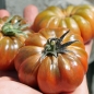 Tomate  Purple Calabash (Pflanze)