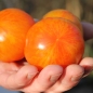 Tomate Red Zebra (Samen)