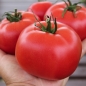 Tomate Rose (Samen)