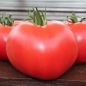 Tomate Rose (Samen)