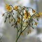 Tomate Rose Quartz Multiflora (Samen)