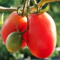 Tomate Rosovij perzevidnij (Rosa Paprikaförmige) (Samen)