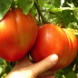 Tomate Rostova (Samen)