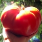 Tomate Rostova (Samen)