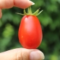 Tomate Sacharnaja Sliva (Zuckerpflaume) (Samen)