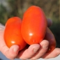 Tomate San Marzano (Samen)