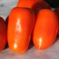 Tomate San Marzano (Samen)