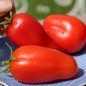 Tomate San Marzano Nano (Samen)