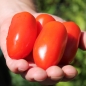 Tomate San Marzano Nano (Samen)