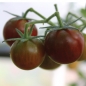Tomate Schokoladenperle (Samen)
