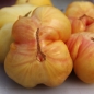 Tomate Shah (Samen)