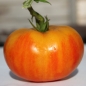 Tomate Skykomish (Samen)