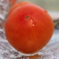 Tomate Skykomish (Samen)