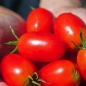 Tomate Soleil Rouge (Samen)