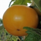 Tomate Sonnengold (Samen)
