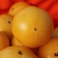 Tomate Sonnengold (Samen)