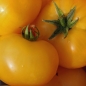Tomate Sonnengold (Samen)