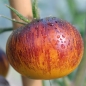 Tomate Stripes of Yore (Samen)