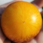 Tomate Stripes of Yore (Samen)