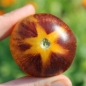Tomate Stripes of Yore (Samen)