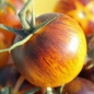 Tomate Stripes of Yore (Samen)