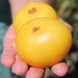 Tomate Summertime Gold (Samen)