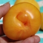 Tomate Summertime Gold (Samen)