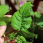 Tomate Summertime Gold (Samen)